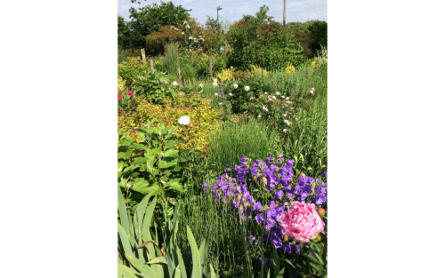 Rencontre "Visite automnale des jardins"