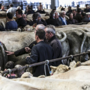Animations autour du concours de bovins de boucherie